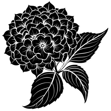Hydrangea flower. Black and white illustration for coloring book.のイラスト素材