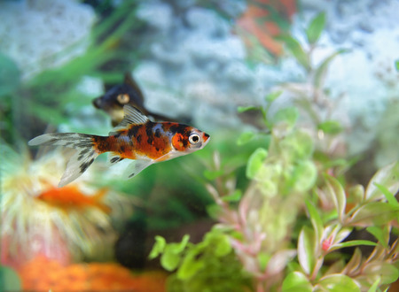 ornamental fish in background and plantsの写真素材