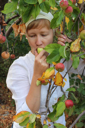A middle-aged woman is harvesting apples from a tree in the garden.のeditorial素材