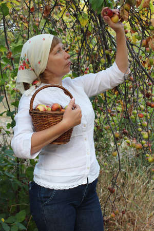 August 23, 2020 Novorossiysk Russia. A middle-aged woman in the garden picks apples in a wicker basket.のeditorial素材