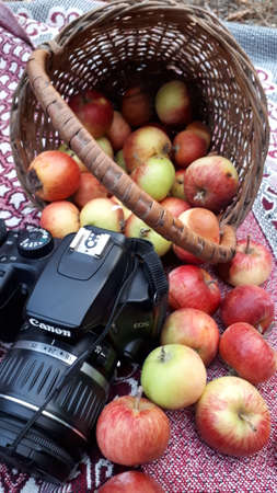 August 22, 2020 Novorossiysk Russia. A basket with a harvest of apples and a camera with the...