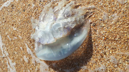 A large, transparent jellyfish washed up on a sandy beach by the sea.