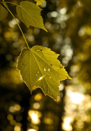Autumn Leaf with the sun shinning throughの写真素材