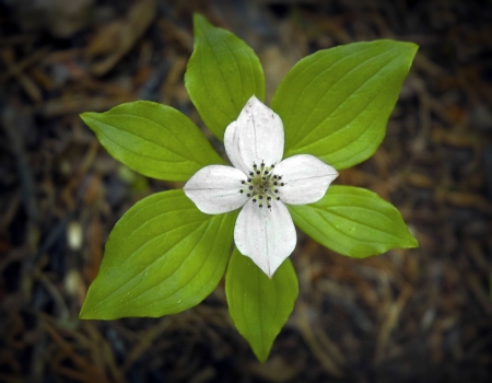 Trillium Flowerの写真素材