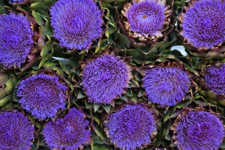 Not often seen: bloomed artichokesの写真素材