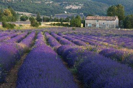 Lavencer field with farmhouseの写真素材