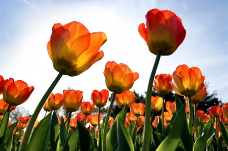 Tulips with perspective effectの写真素材
