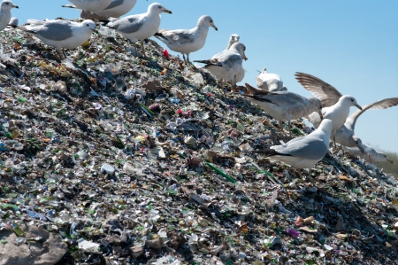 A pile of broken glass and trash in a landfill with birds looking for foodの写真素材