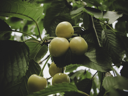 wonderful summer fruits yellow cherriesの写真素材