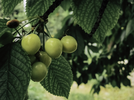 Soon we will enjoy fruit vitamins Cherriesの写真素材