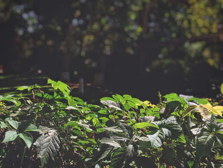 Green city life
