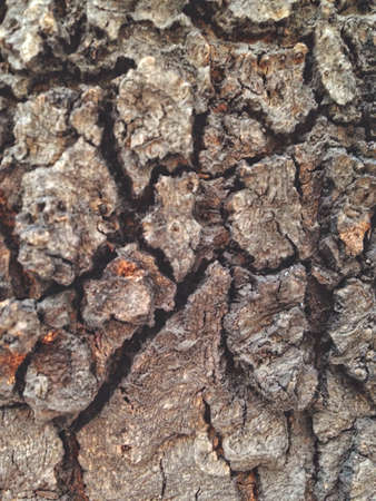Oak bark in the summer in Armenia.の素材