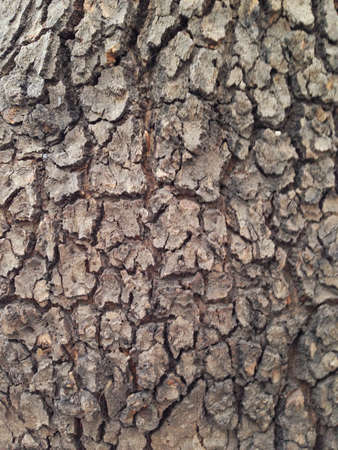 Oak bark in the summer in Armenia.の素材