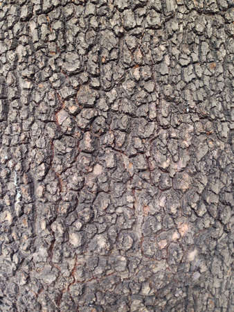 Oak bark in the summer in Armenia.の素材