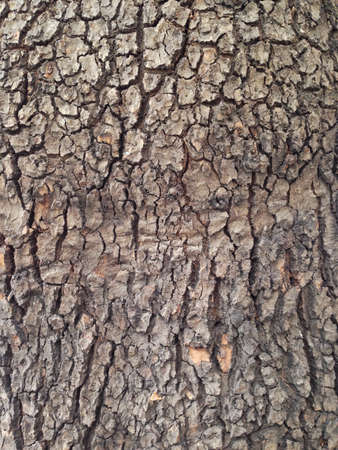 Oak bark in the summer in Armenia.の素材