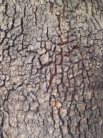 Oak bark in the summer in Armenia.の素材