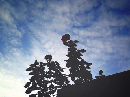 Silhouettes of urban rose in the morning against the background of heavenの素材