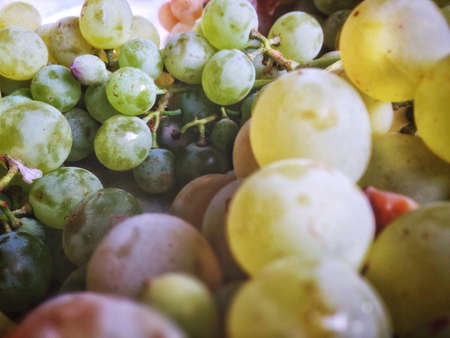 Very ripe wine grapes, amberの素材
