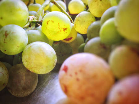 Very ripe wine grapes, amberの素材