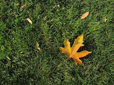 beautiful autumn leaf of maple on the grass in the gardenの写真素材
