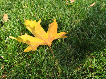 beautiful autumn leaf of maple on the grass in the gardenの写真素材