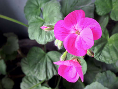 Geranium flower on a light leafs backgroundの素材