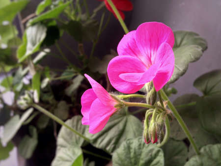 Geranium flower on a light leafs backgroundの素材