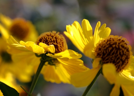 Flowerの写真素材