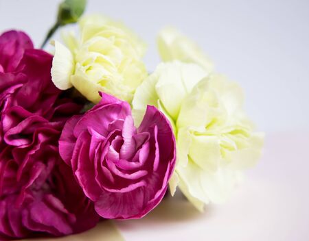 Pink purple and yellow green carnations on a white lilac background. Pink flowers. Place for the...