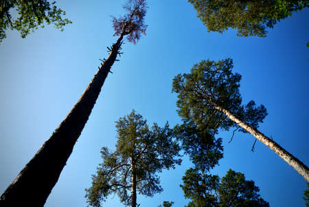 Looking up the the Canopy of pine trees with blue sky