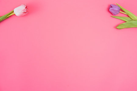 Pink tulips on the pink background. Flat lay, top view. Valentines background. Horizontal, tonedの写真素材