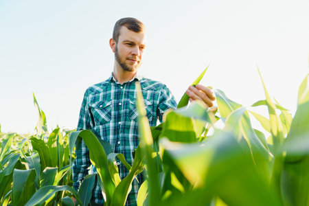 young farmer inspects a field of green corn. agricultural industry.の写真素材