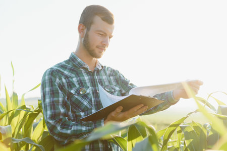 young farmer inspects a field of green corn. agricultural industry.の写真素材