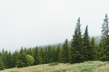 Early morning in a Carpathian foggy valley