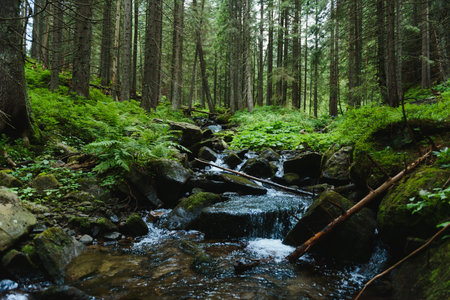 Mountain stream in green forest at spring timeの写真素材