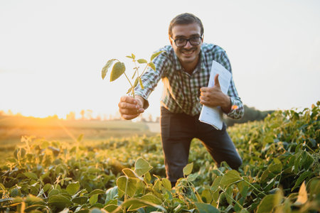 Agronomist inspecting soya bean crops growing in the farm field. agriculture production concept....