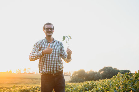 Agronomist inspecting soya bean crops growing in the farm field. agriculture production concept....