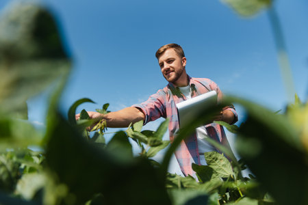 Agronomist inspecting soya bean crops growing in the farm field. agriculture production concept. young agronomist examines soybean crop on field in summer. Farmer on soybean fieldの写真素材