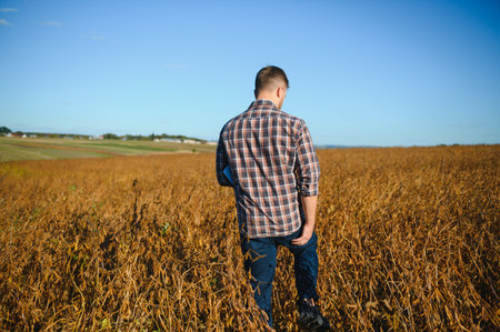 farmer standing in soybean field examining cropping at sunset.