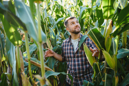 A man inspects a corn field and looks for pests. Successful farmer and agro businessの写真素材