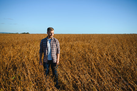 farmer standing in soybean field examining cropping at sunset.の写真素材