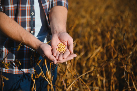 Handful of Soy beans in farmer hands on field background evening sunset time. Copy space for textの写真素材