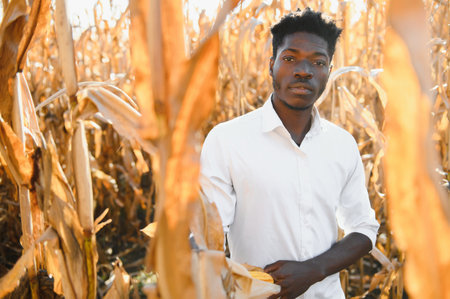 Agronomist in the corn field and examining crops before harvesting. Agribusiness concept. brazil...