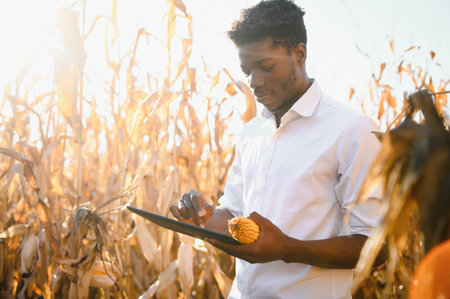 Close up a corn holding by african farmer man in a farm land.