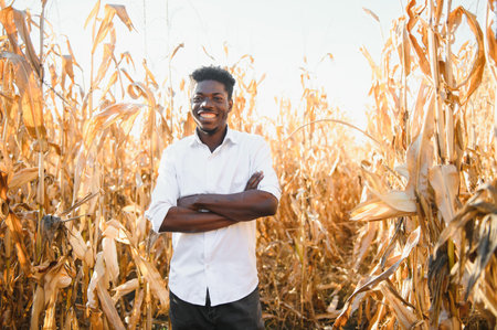 Black Africa American harvesting and peeling corn in corn field. He s fresh smile and happiness in the evening. Corn products. agriculture in the evening.の写真素材