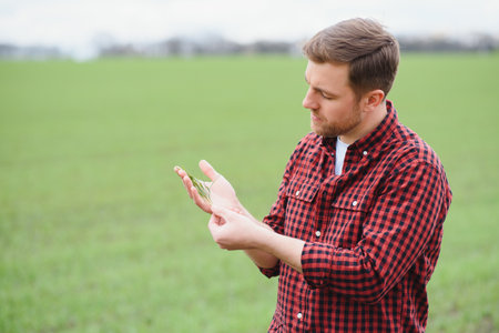 A young farmer inspects the quality of wheat sprouts in the field. The concept of agriculture.の写真素材