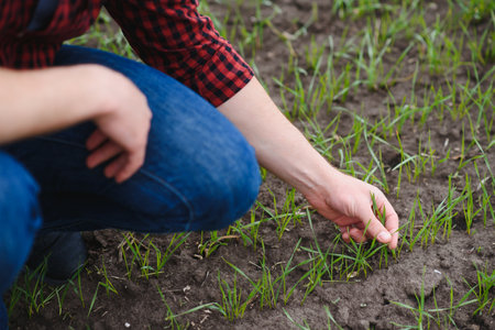 Farmer holds a harvest of the soil and young green wheat sprouts in his hands checking the quality of the new crop. Agronomist analysis the progress of the new seeding growth. Farming health concept.の写真素材