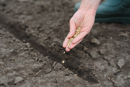 A woman's hand puts the seeds of a plant in the ground to help it grow and protect it. The concept of caring for plants and growing organic products.の写真素材