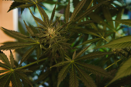 Growing cannabis indica, marijuana leaves, hemp CBD, marijuana vegetation plants, background green, cultivation cannabis, top viewの写真素材