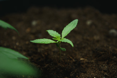 A small plant close up beautiful planted in the ground in the sun eceptions of cultivation a background, cannabis seedlings at the stage of vegetation in an indoor marijuana for medical purposesの写真素材